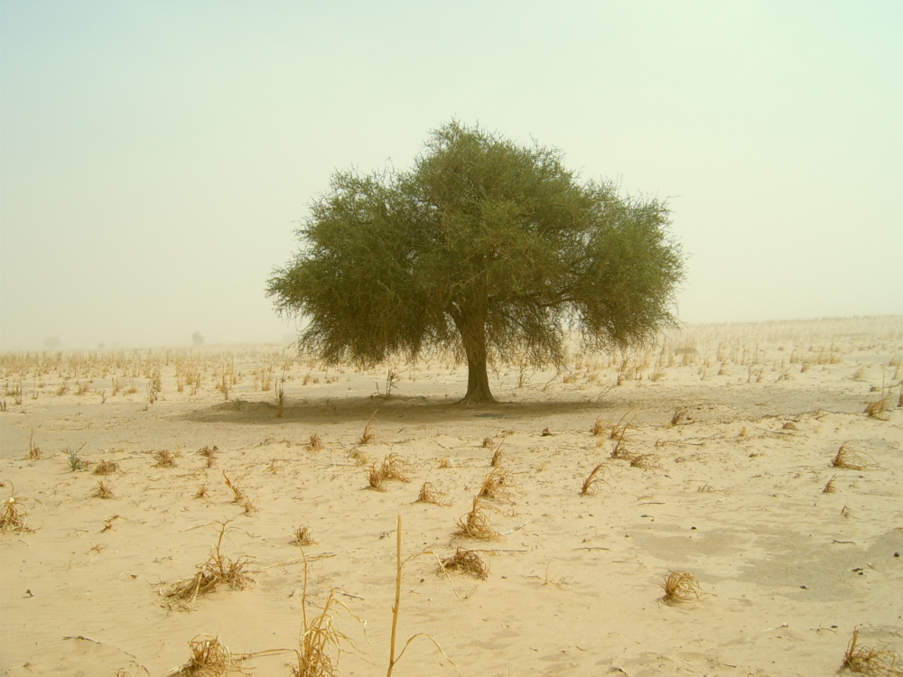 Aduwa tree in an empty millet field