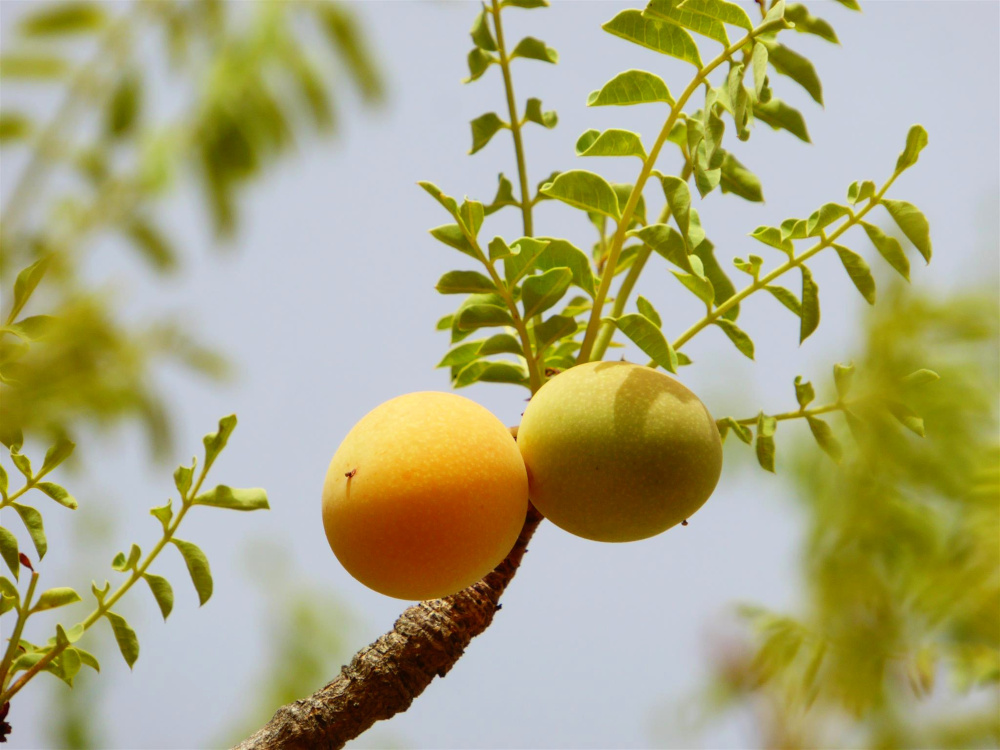 Ripe and unripe dania fruit on a branch against blue sky