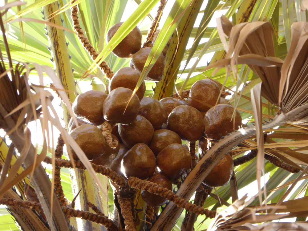 Brown, round goriba fruits amidst leaves