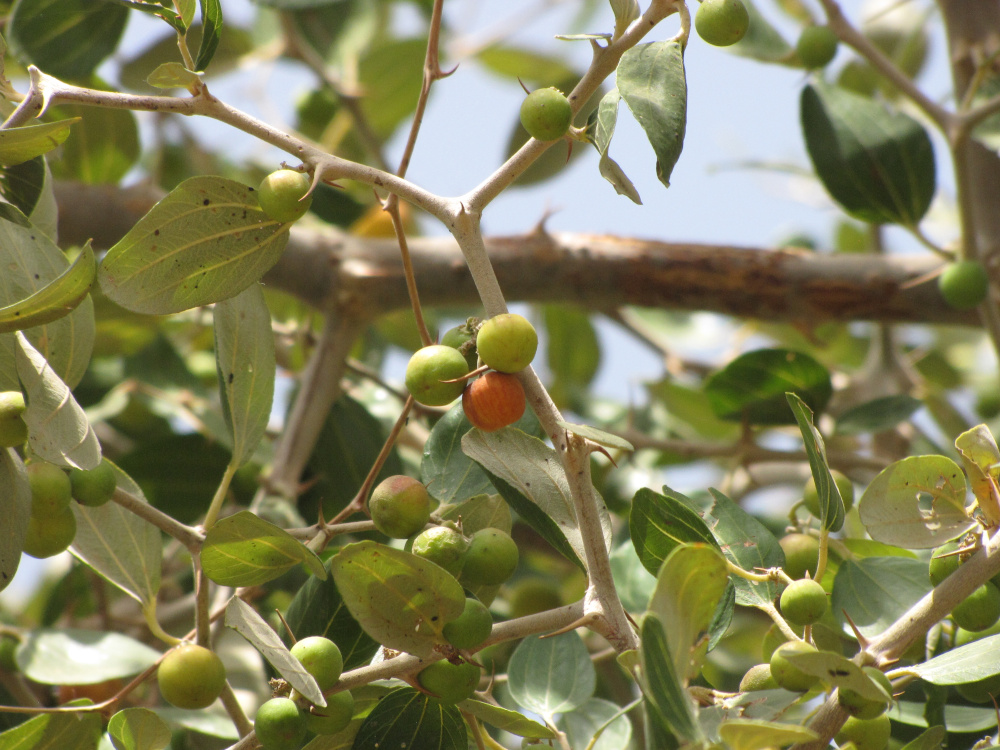 Ripe and unripe magaria fruits in the tree