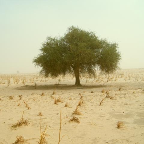 Aduwa tree in an empty millet field