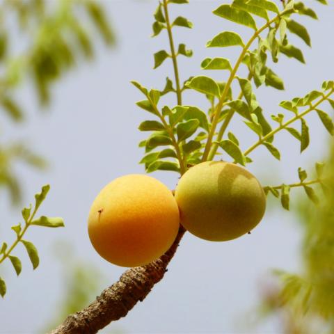 Ripe and unripe dania fruit on a branch against blue sky