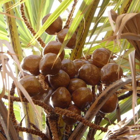 Brown, round goriba fruits amidst leaves