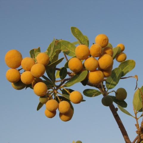 Cluster of ripe Hanza fruits.