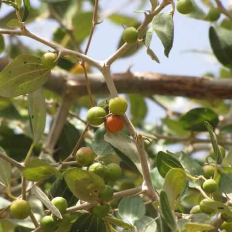 Ripe and unripe magaria fruits in the tree