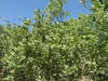 Flowering hanza shrub.