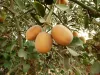 Three ripe aduwa fruits 