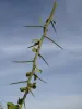 Green thorns held against a blue sky