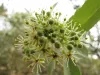 Close-up on a hanza flower.