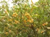 Ripe hanza fruits.