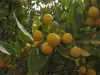 Ripe hanza fruits.